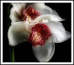 Flowers portfolio