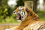 Animals portfolio